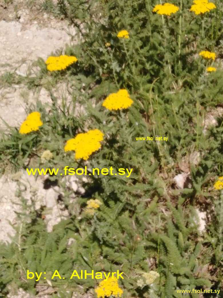 Achillea arabica Kotschy